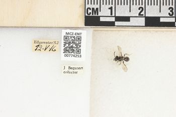 Media type: image;   Entomology 774253 Aspect: Labels